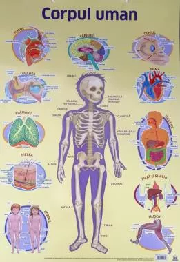 Plansa. Corpul uman (resigilat)