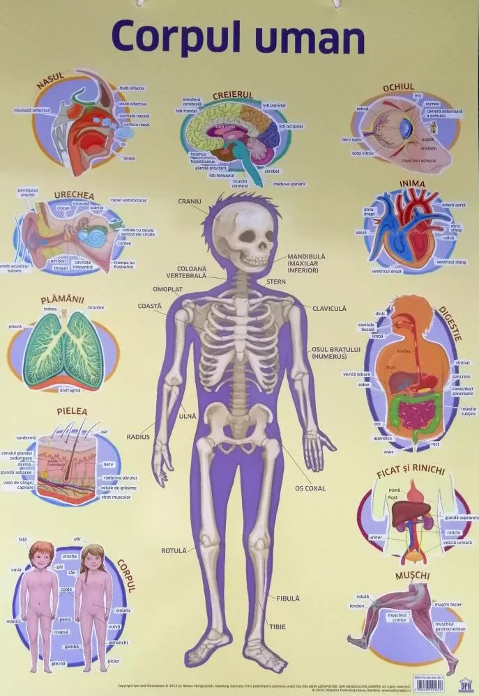 Plansa. Corpul uman (resigilat)