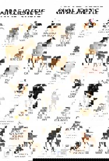 Vezi detalii pentru Plansa Animale domestice (resigilat)