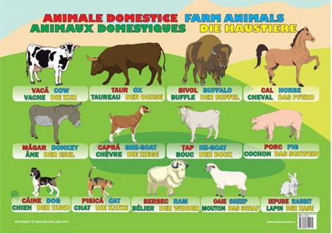 Vezi detalii pentru Plansa Animale domestice