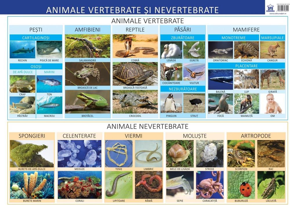 Vezi detalii pentru Animale vertebrate si nevertebrate