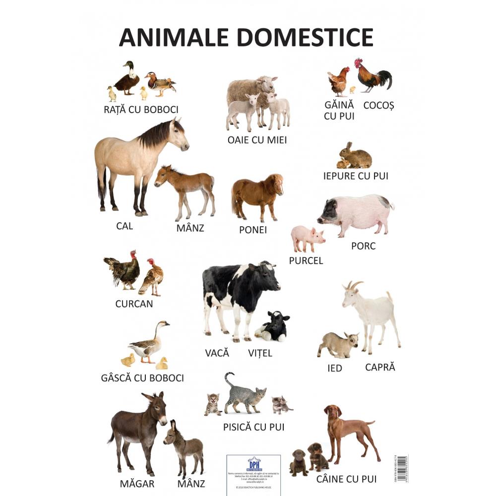 Vezi detalii pentru Plansa - Animale domestice